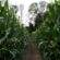 Cricklewood Farm apple orchard Corn Maze