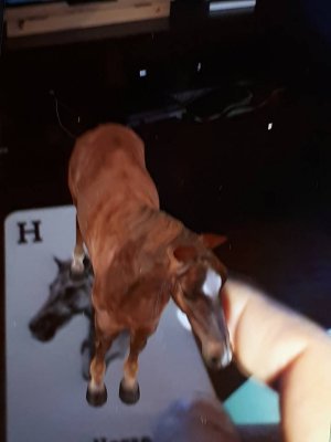 horse