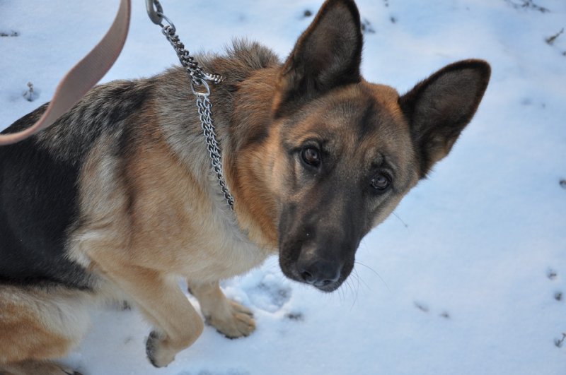 best collar for german shepherd puppy