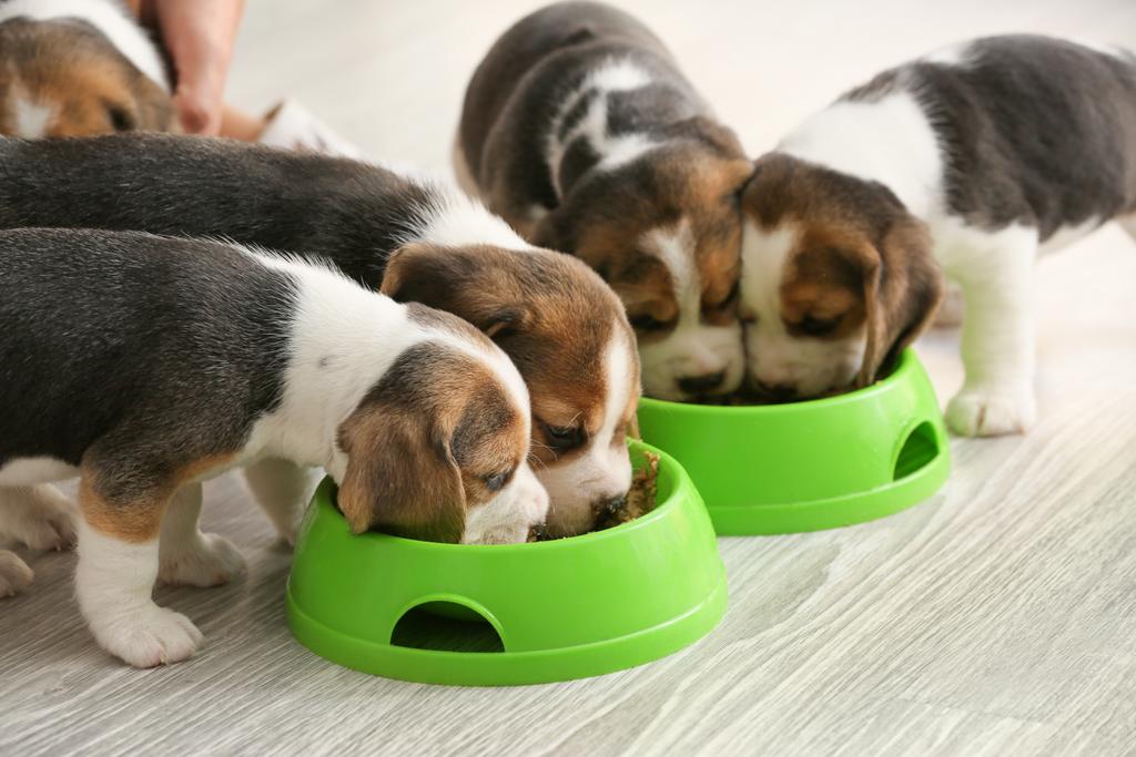 beagle puppies eating food
