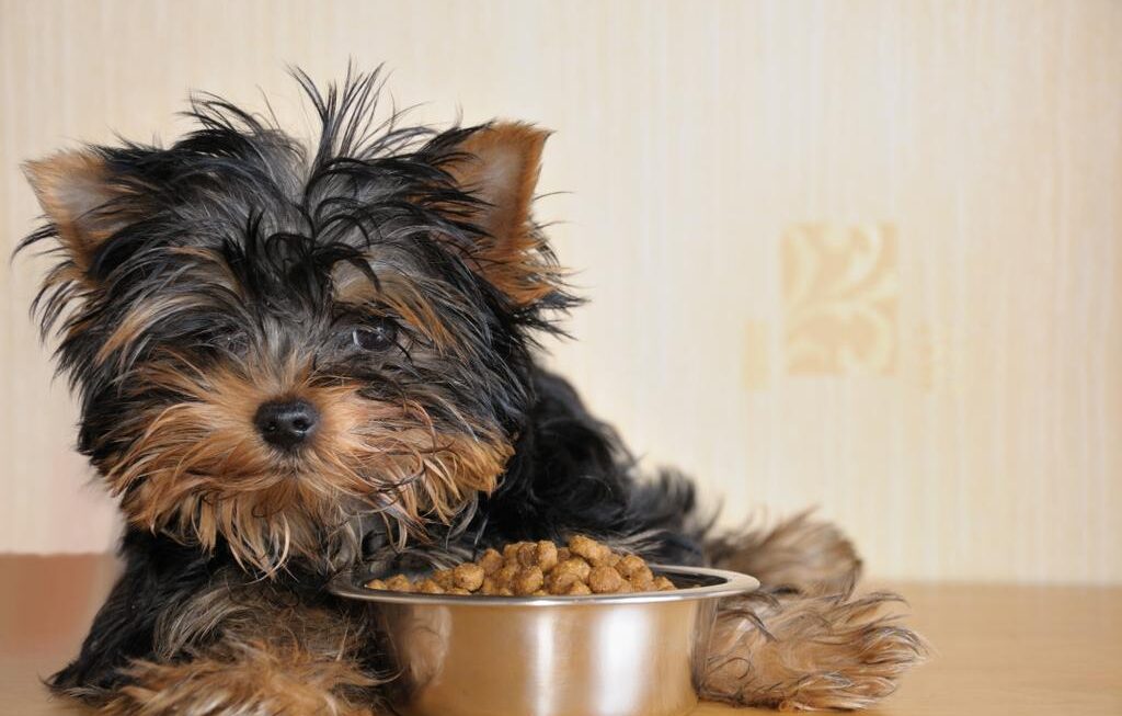 Dog Feeding Guide: What food is best to feed your Puppy?