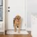 3 Types of Pet Doors: Which One is Best for Your Home