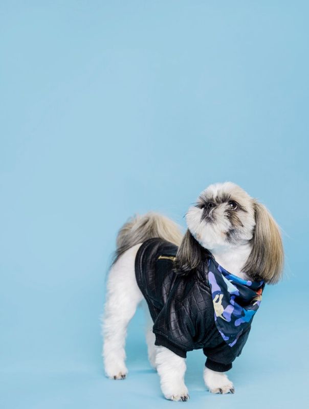 Pet Fashion