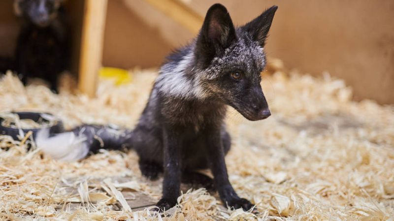 Fox