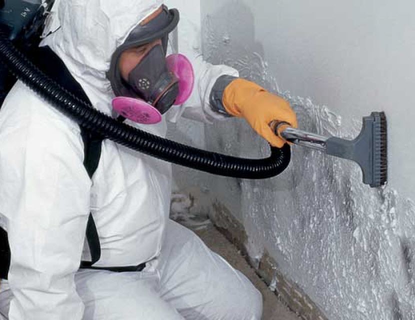 Important Questions to Ask When Hiring Mould Remediation Services