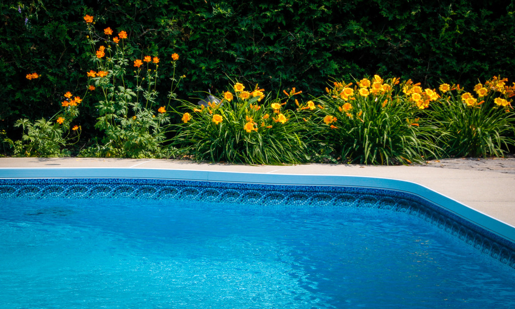Pool side with yellow flowers
