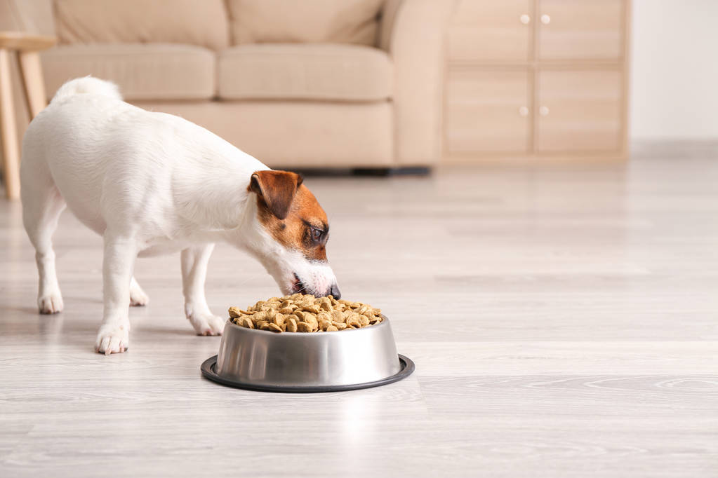 Essential Vitamins and Minerals for Your Dog's Health