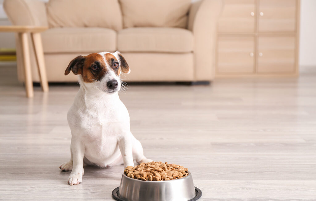 Essential Dog Vitamins and Minerals for Your Dog’s Health