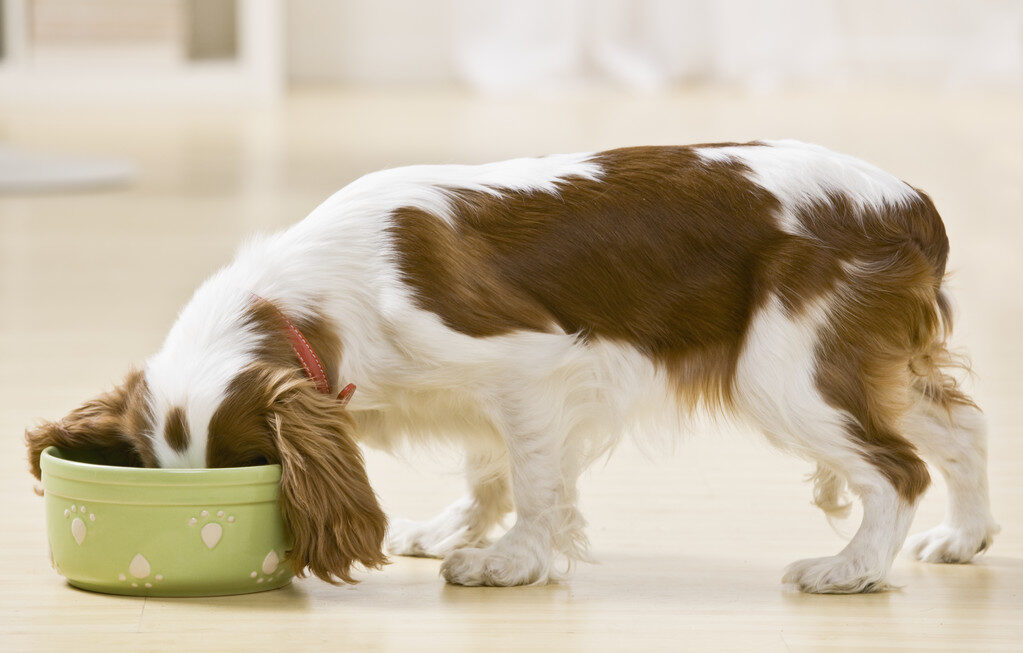 Why Choosing High-Quality Dog Food Ingredients Matters for Your Furry Friend