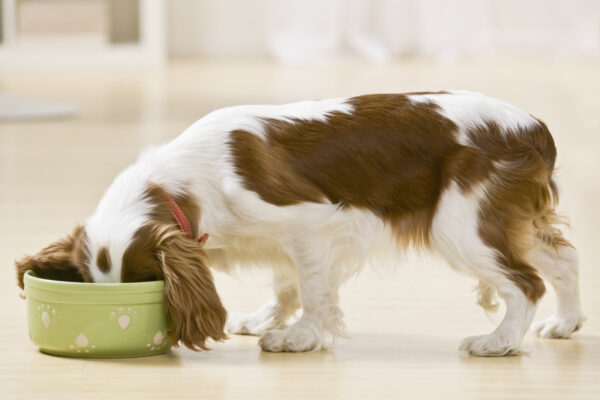 Why Choosing High-Quality Dog Food Ingredients Matters for Your Furry Friend