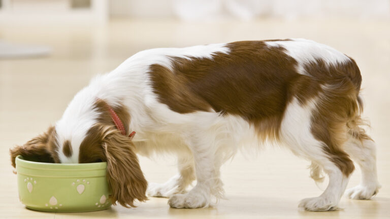 Dog Food Ingredients Matters