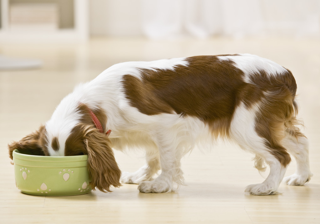 Dog Food Ingredients Matters