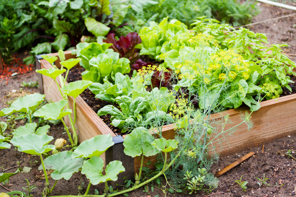 Vegetable Gardening