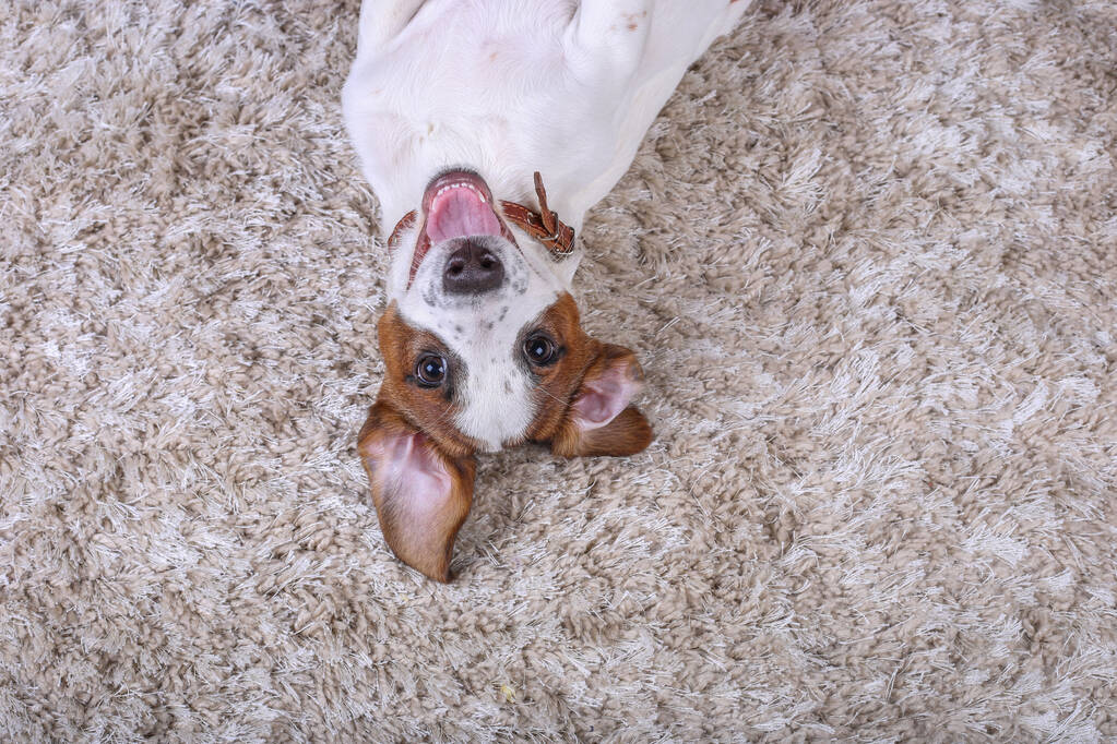 carpet cleaning