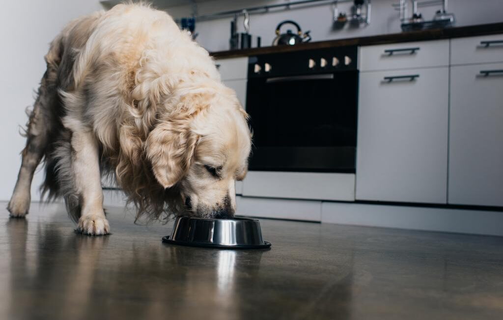 Why Protein Is A Must For Your Dog’s Diet