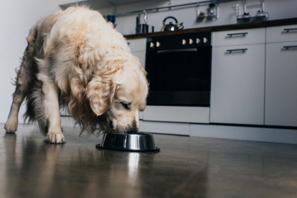 Why Protein Is A Must For Your Dog’s Diet