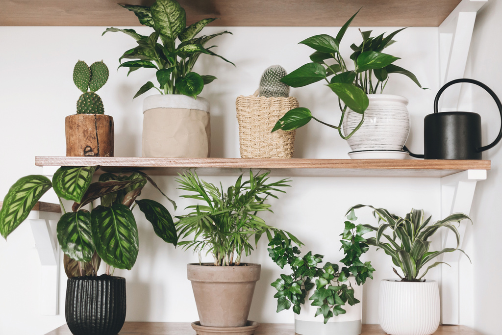 Indoor Plants