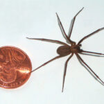 brown recluse spiders.