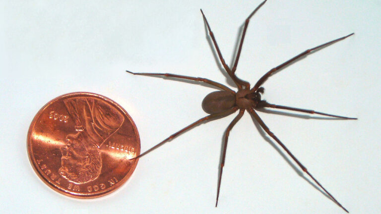 brown recluse spiders.