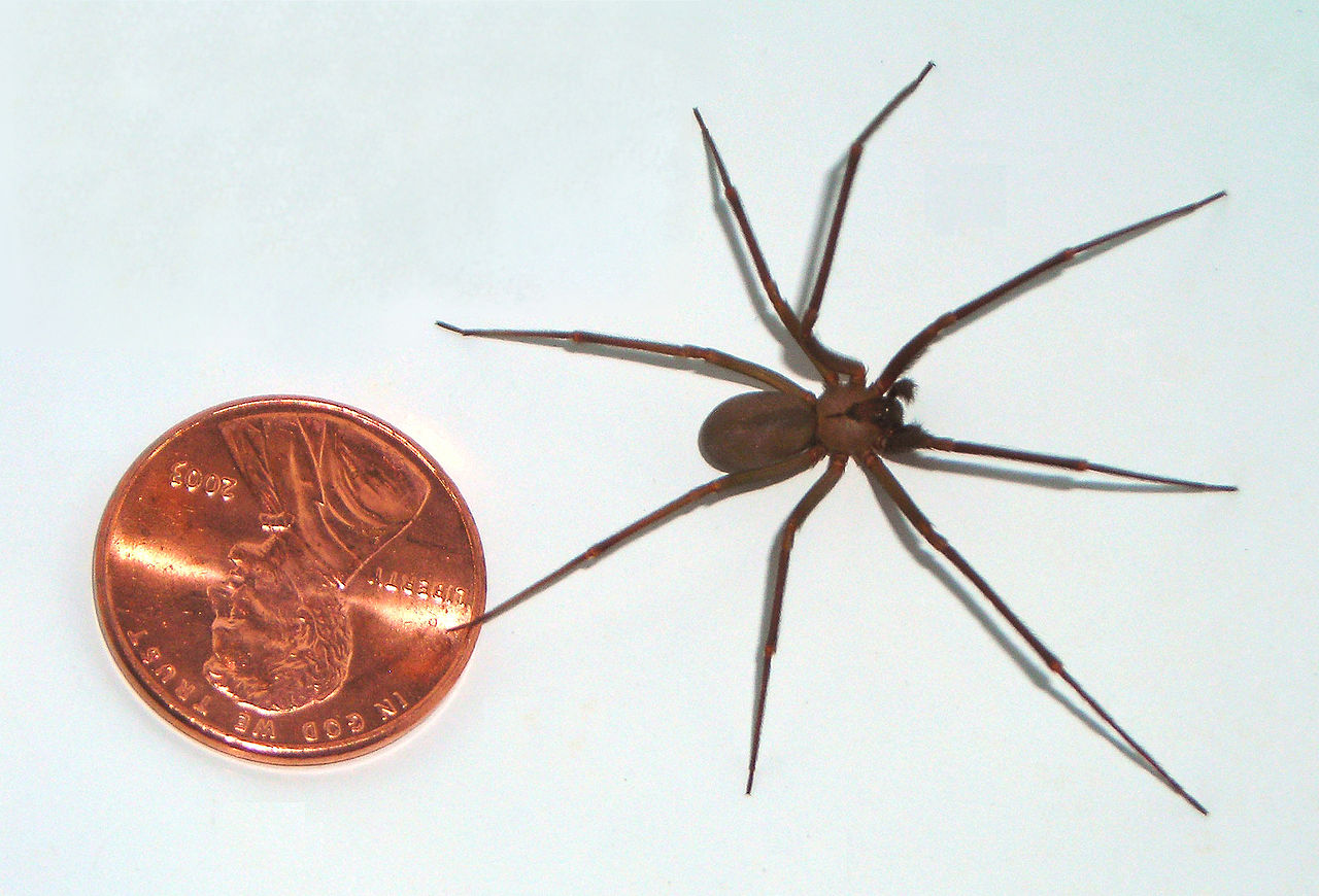 brown recluse spiders.