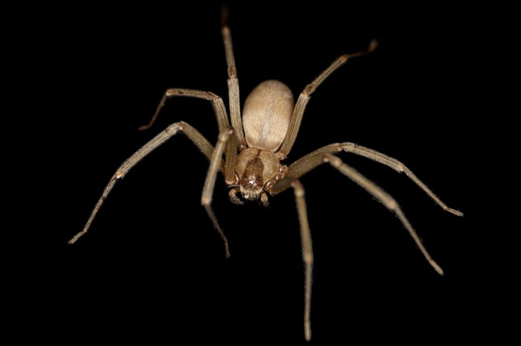 brown recluse spiders.