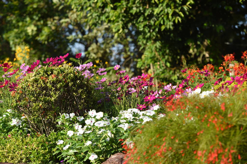 flowers growing in garden