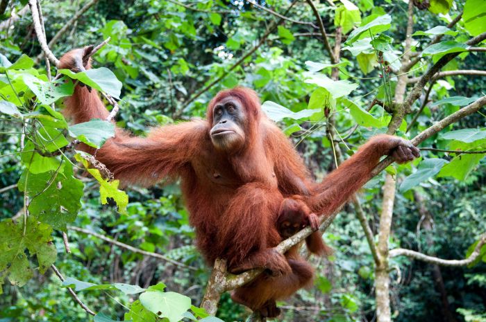 Orangutans in Borneo